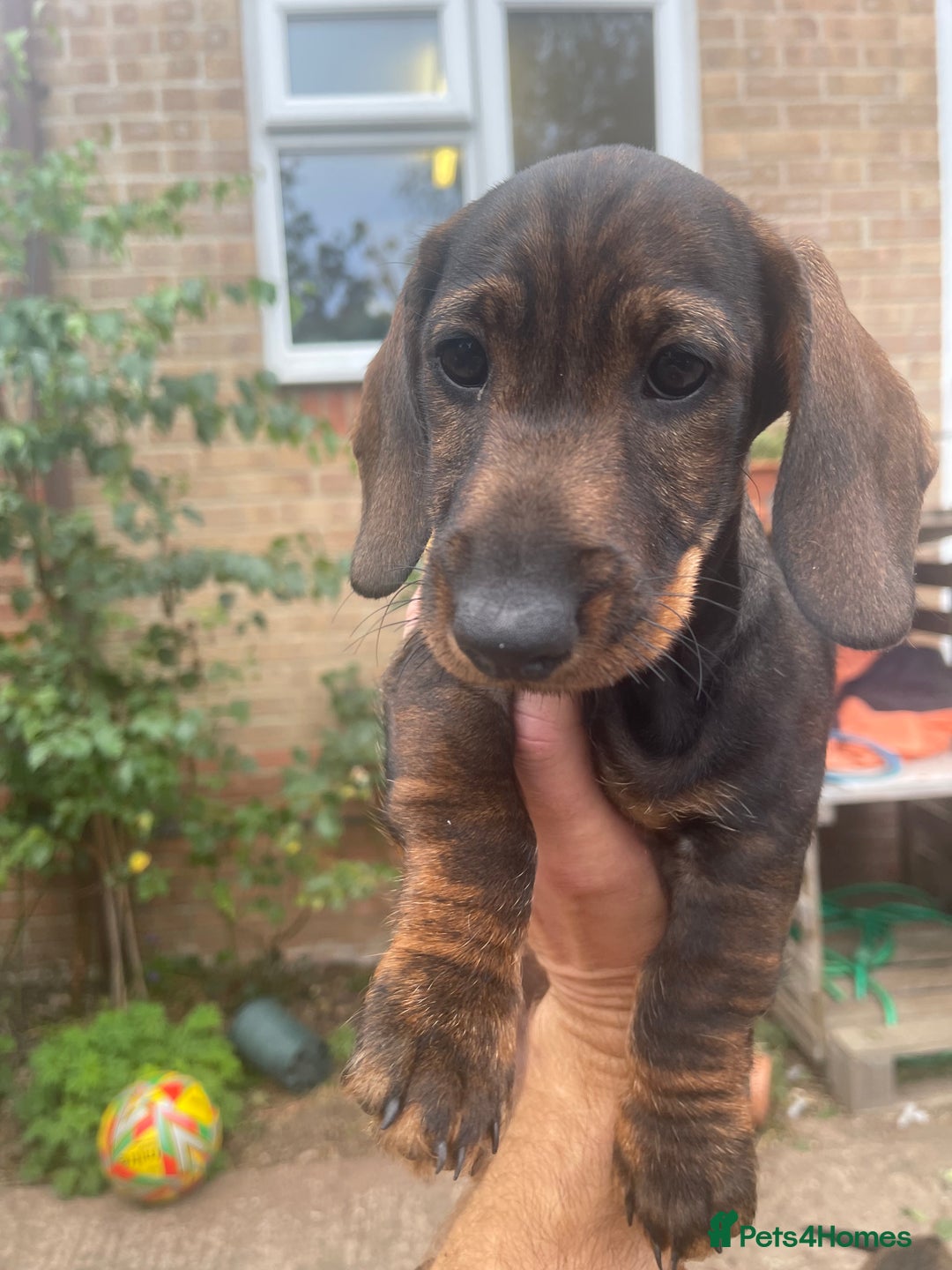 Dachshund dogs for sale: KC standard wire haired dachshund puppies (teckel) in Tiverton - Image 1
