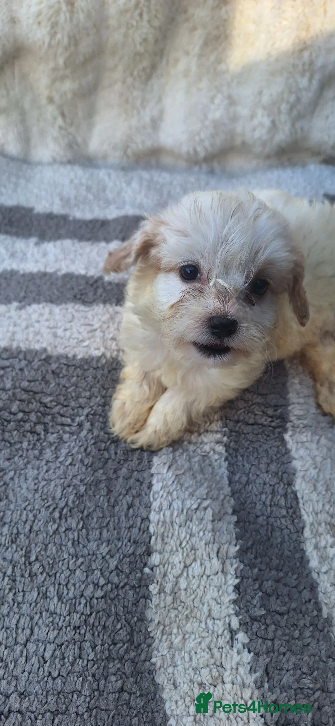 Cockapoo dogs for sale: 5 gorgeous cockapoo puppies - Advert 29