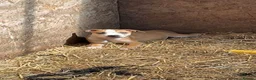 Staffordshire Bull Terrier dogs for sale: Staffordshire bull terrier puppies  - Advert 6