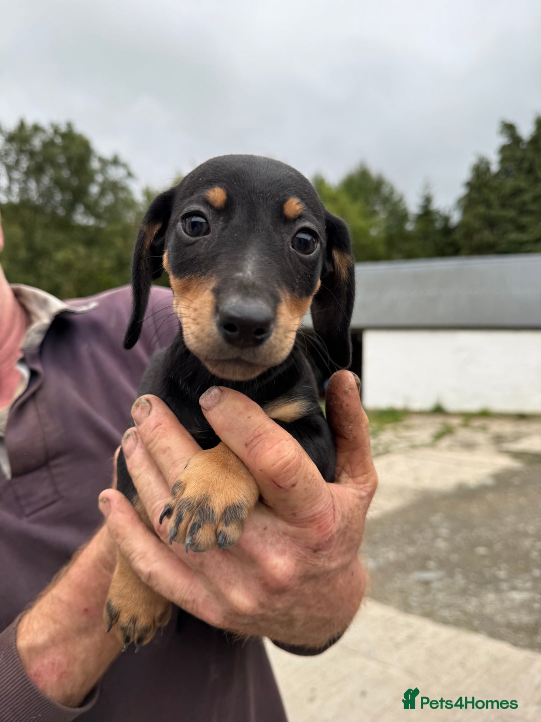 Mixed Breed dogs for sale: Dachshund x border collie - Image 8