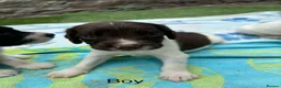 English Springer Spaniel dogs for sale: Working springer spaniels  in Totnes - Advert 4