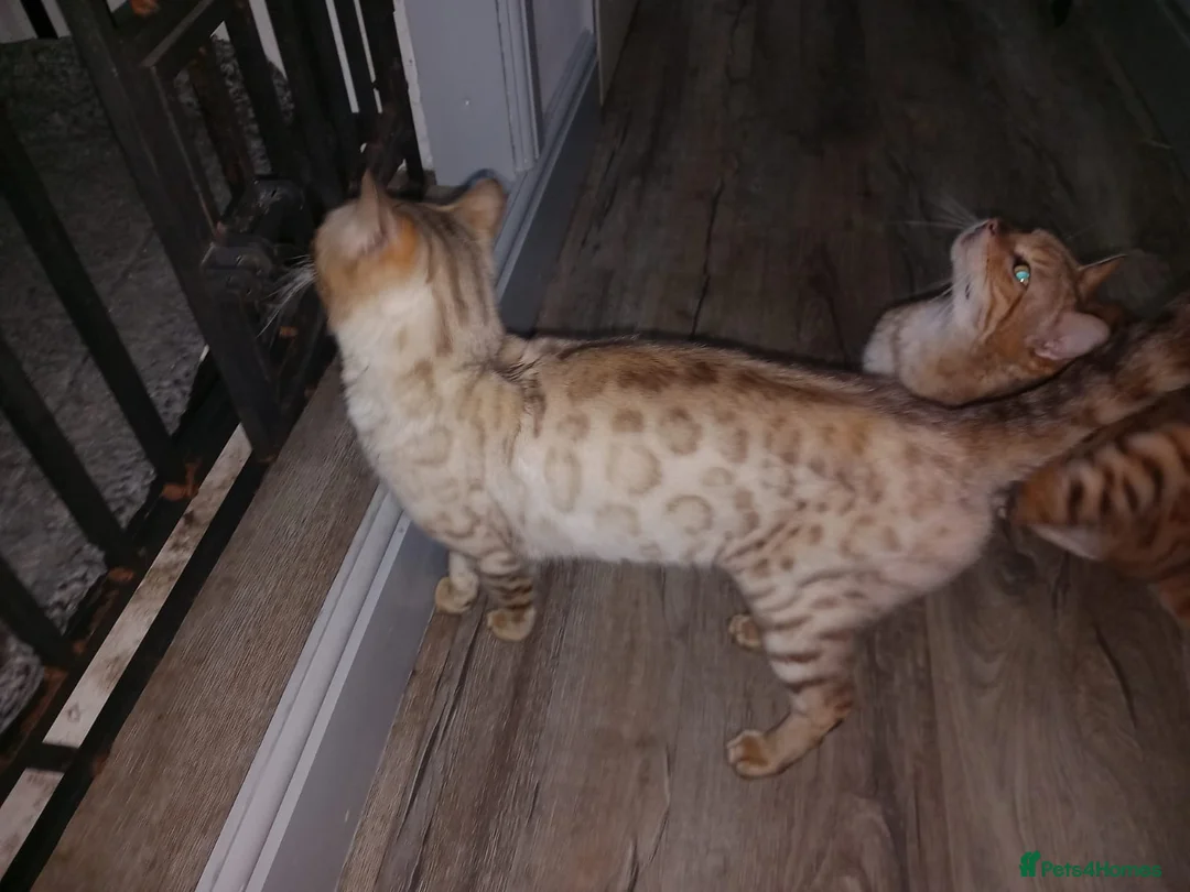Bengal cats for sale: Bengal snow boy - Advert 2