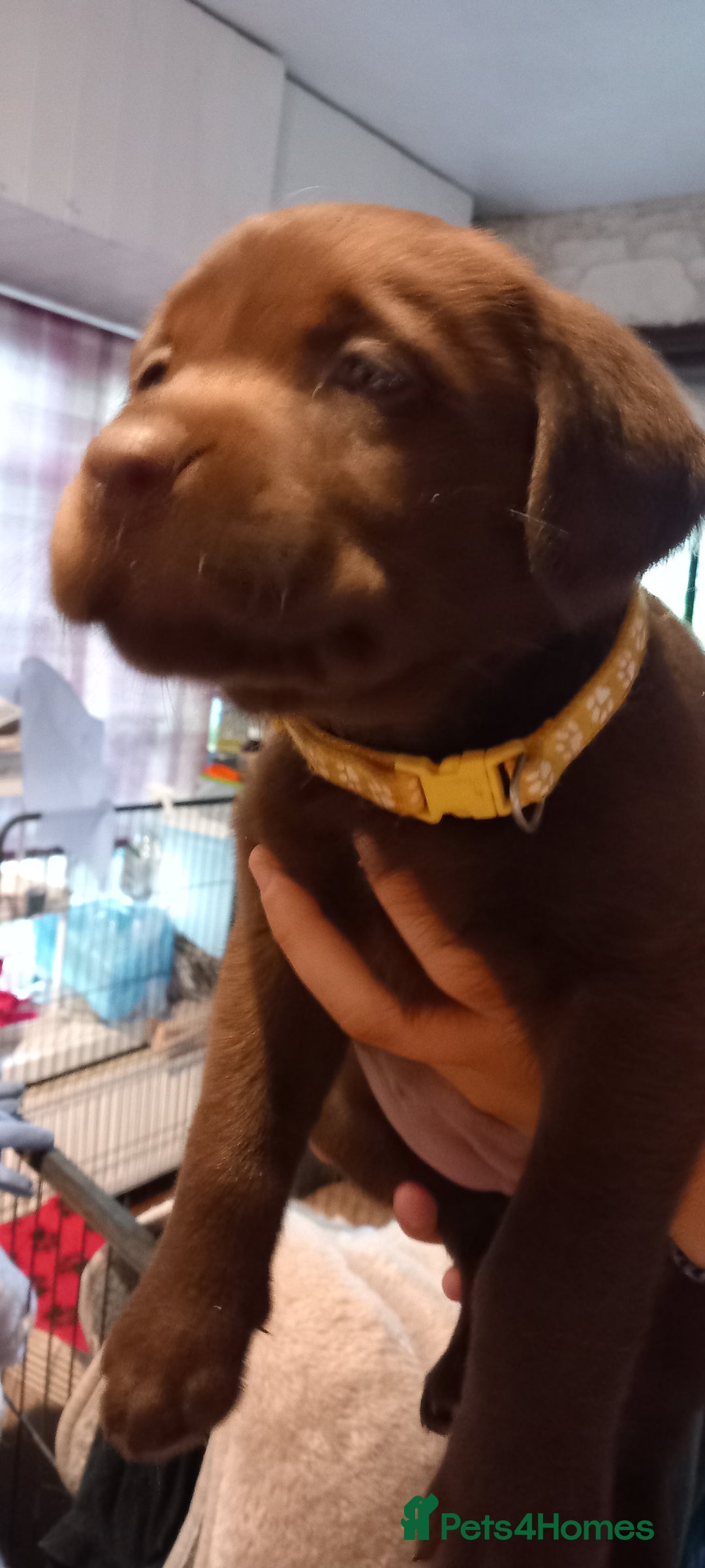 Labrador Retriever dogs for sale: Chunky Chocolate kc reg Labradors  - Image 2