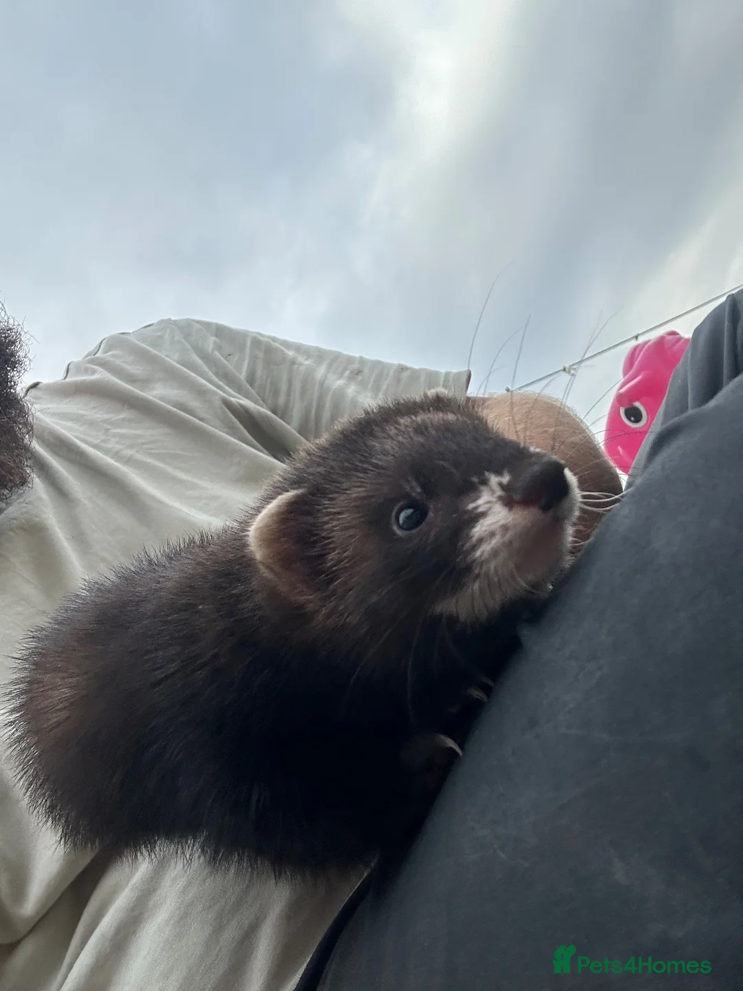 Ferret rodents for sale: Ferret kits  - Advert 2