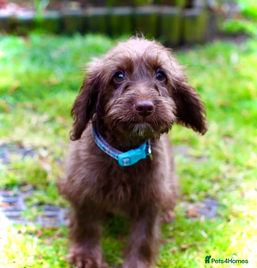 Cockapoo dogs for sale: Male cockapoo - Advert 15