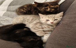 British Shorthair cats for sale: 3 kittens ready to leave  - Image 7