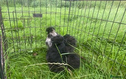 Chickens poultry for sale: Pair of breeding silkies - Image 10