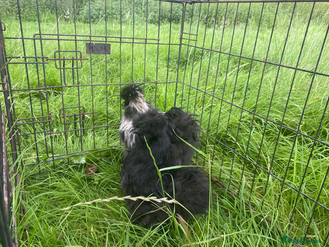 Chickens poultry for sale: Pair of breeding silkies - Image 10