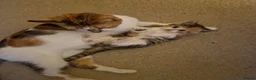 Domestic Shorthair cats for sale: Calico female kitten  - Advert 9