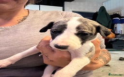 Whippet dogs for sale: Stunning whippets JUST ONE BOY LEFT - Image 21