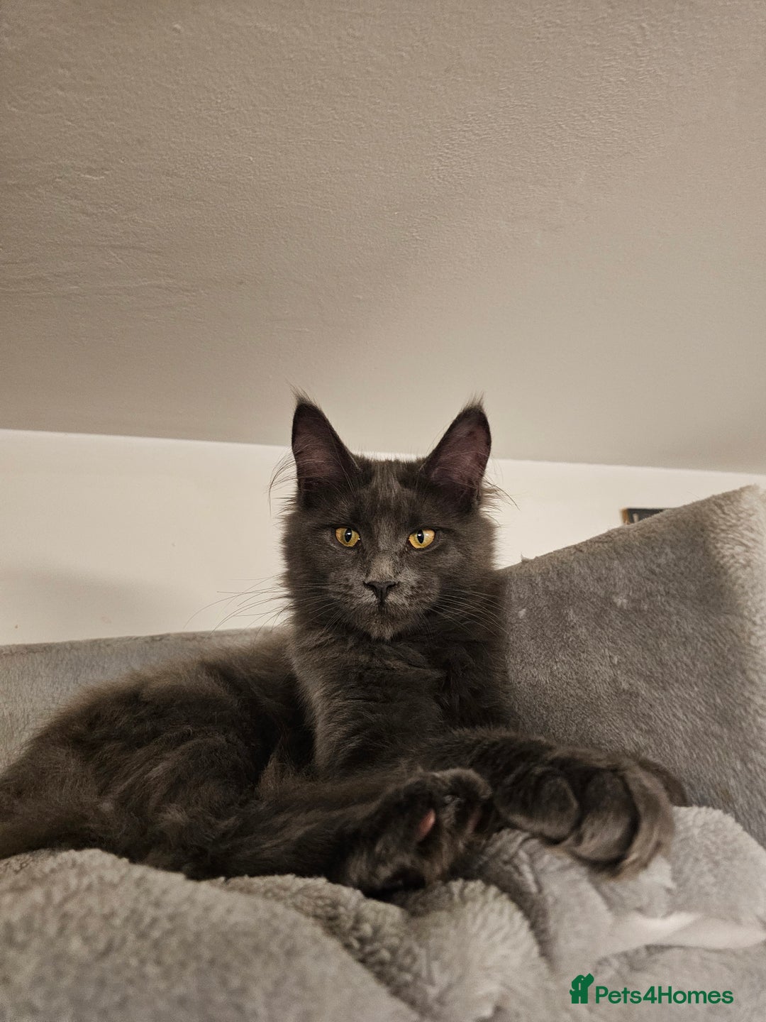 Maine Coon cats for sale: 🔥*STUNNING Litter of 6 Solid*💎*Blue Maine Coon💎 - Advert 32