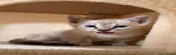 Bengal cats for sale: Tempest Bengal TICA registered kittens  - Advert 12