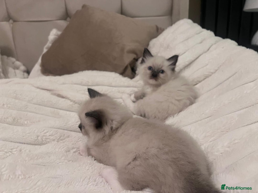 Ragdoll cats for sale: 4 gorgeous Ragdoll kittens for sale - Advert 20