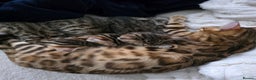 Bengal cats for sale: Beautiful bengal cross kittens - Advert 10