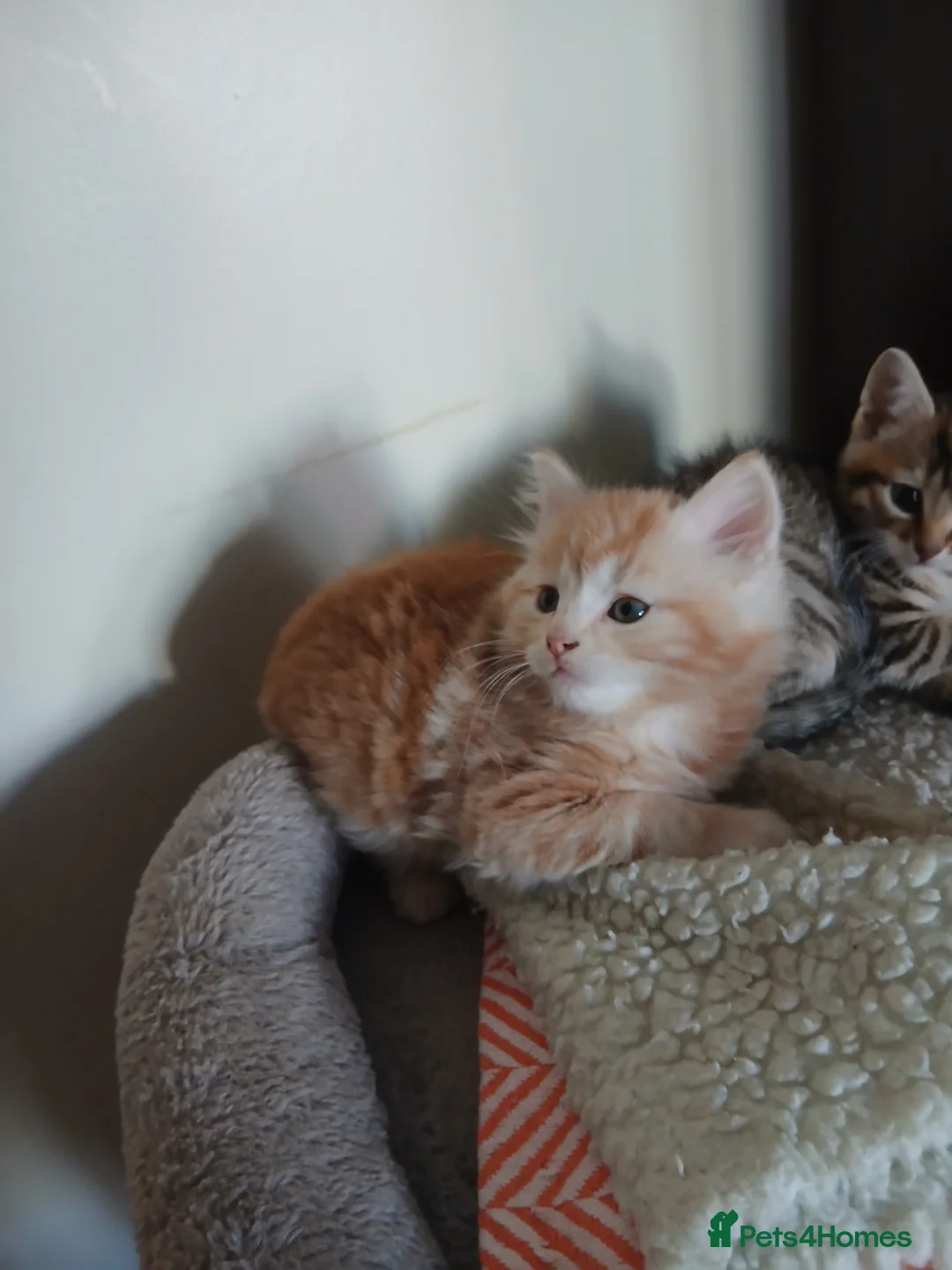 Mixed Breed cats for sale: 5 Beautiful kittens ready now - Advert 2