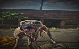Mixed Breed dogs for sale: Suki. - Image 5