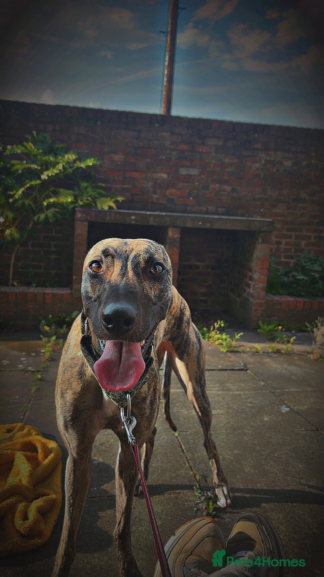 Mixed Breed dogs for sale: Suki. - Image 5