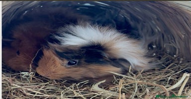 Guinea Pig rodents - Advert 3