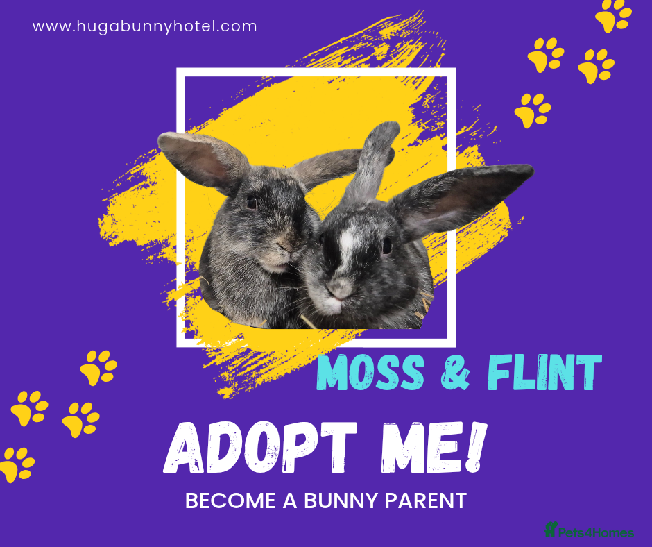 Mixed Breed rabbits Flint and Moss Vaccinated & Castrated  - Advert 1