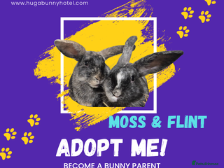 Mixed Breed rabbits Flint and Moss Vaccinated & Castrated - Advert 2