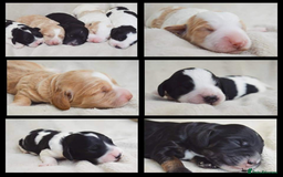 Miniature Poodle dogs for stud: KC registered / health tested / colour tested  in Bolton - Image 4