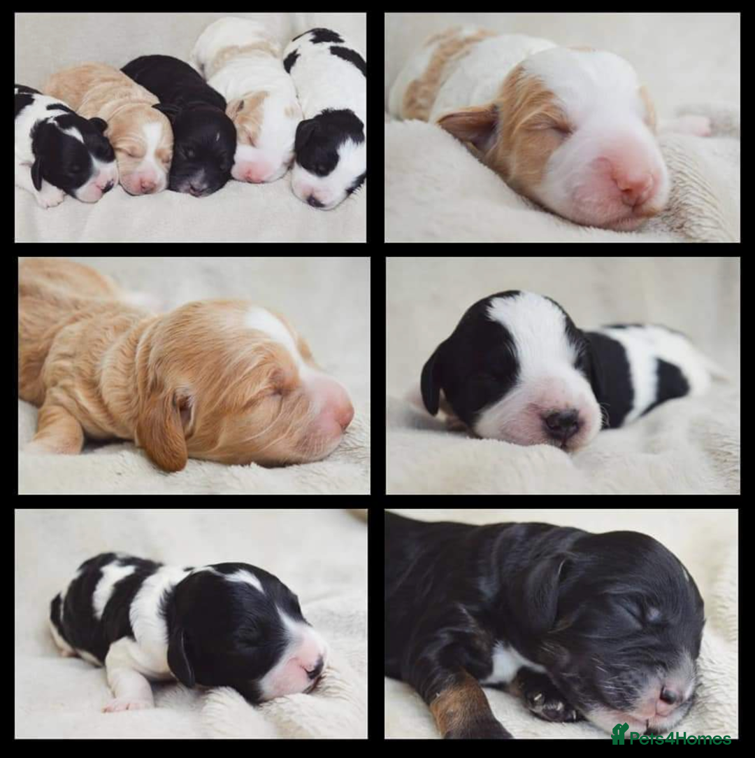 Miniature Poodle dogs for stud: KC registered / health tested / colour tested  in Bolton - Image 4