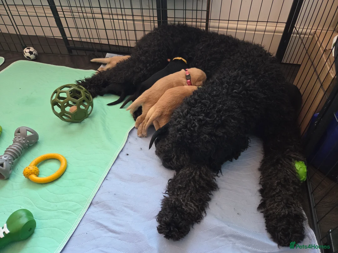 Labradoodle dogs for sale: Labrodoodle Puppies - Advert 7