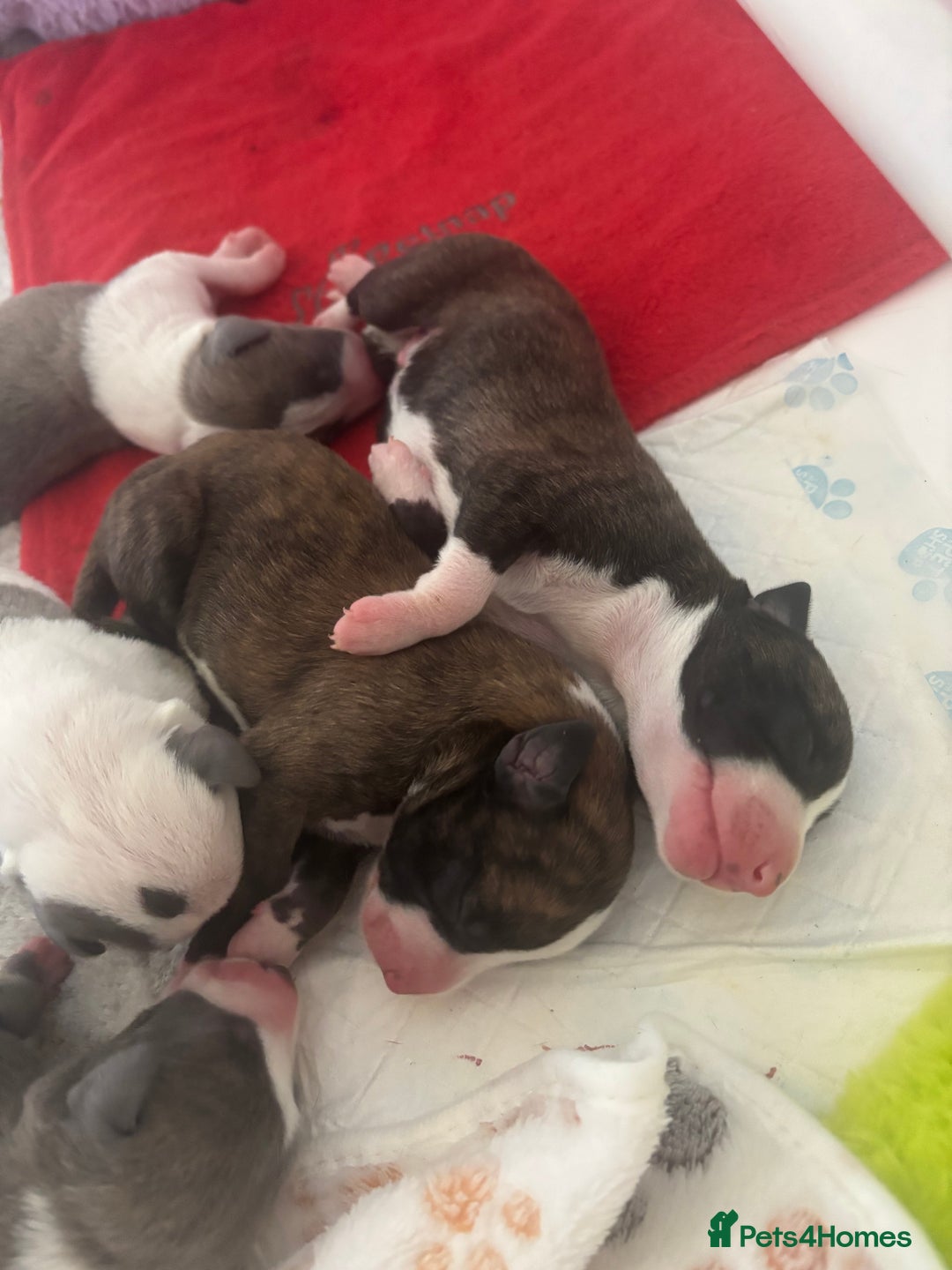 Whippet dogs for sale: Beautiful Blue Girl Whippet pup LAST ONE - Advert 5