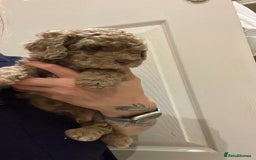 Cockapoo dogs for sale: Stunning health tested F1b cockerpoo puppies - Advert 8