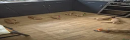 Labrador Retriever dogs for sale: Redfox Labrador puppies - Advert 5