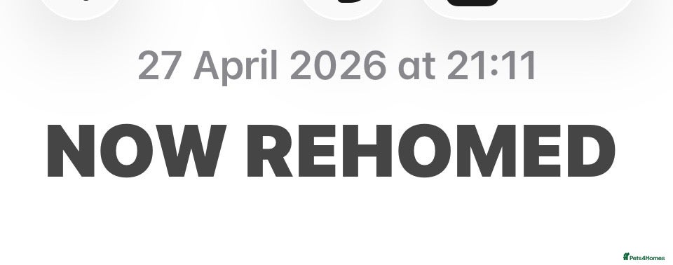 Mixed Breed cats Bengal/Tabby Kitten 12 weeks old - Advert 2