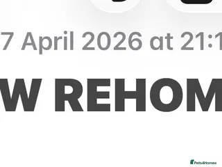 Mixed Breed cats Bengal/Tabby Kitten 12 weeks old - Advert 2