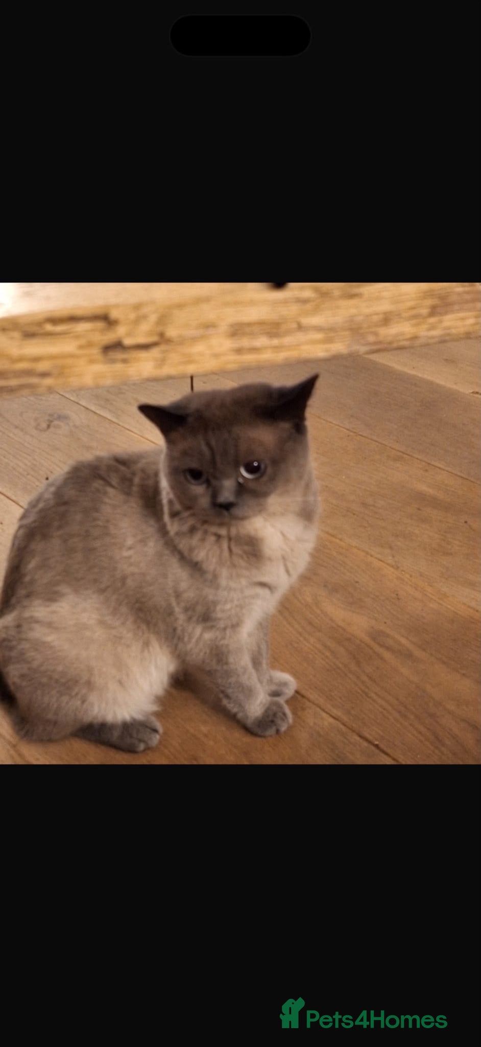 British Shorthair cats British short hair  - Advert 2