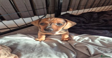 Miniature Dachshund dogs Looking for their forever 🏡 - Advert 12