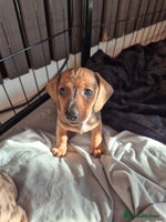 Miniature Dachshund dogs Looking for their forever 🏡 - Advert 12