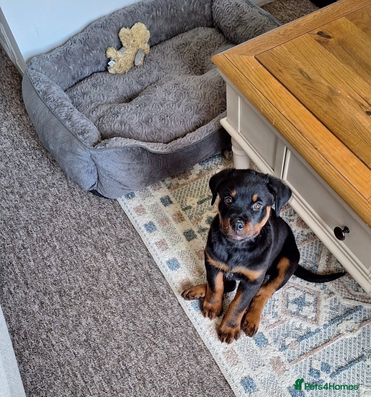 Rottweiler dogs beautiful girl is looking for her forever home 💕 - Advert 4