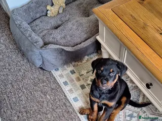 Rottweiler dogs beautiful girl is looking for her forever home 💕 - Advert 4