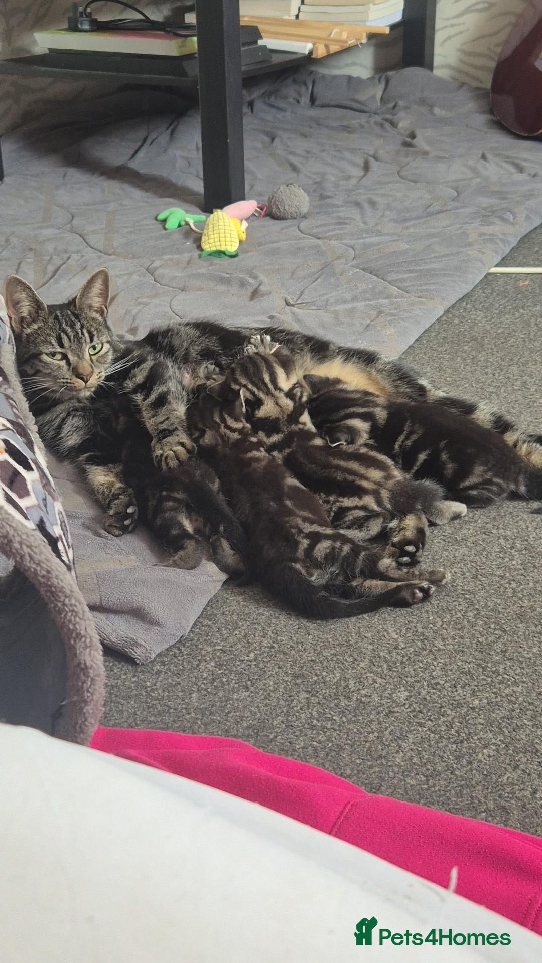 Mixed Breed cats 3 marble tabbies mixed with a mackerel tabby - Advert 13