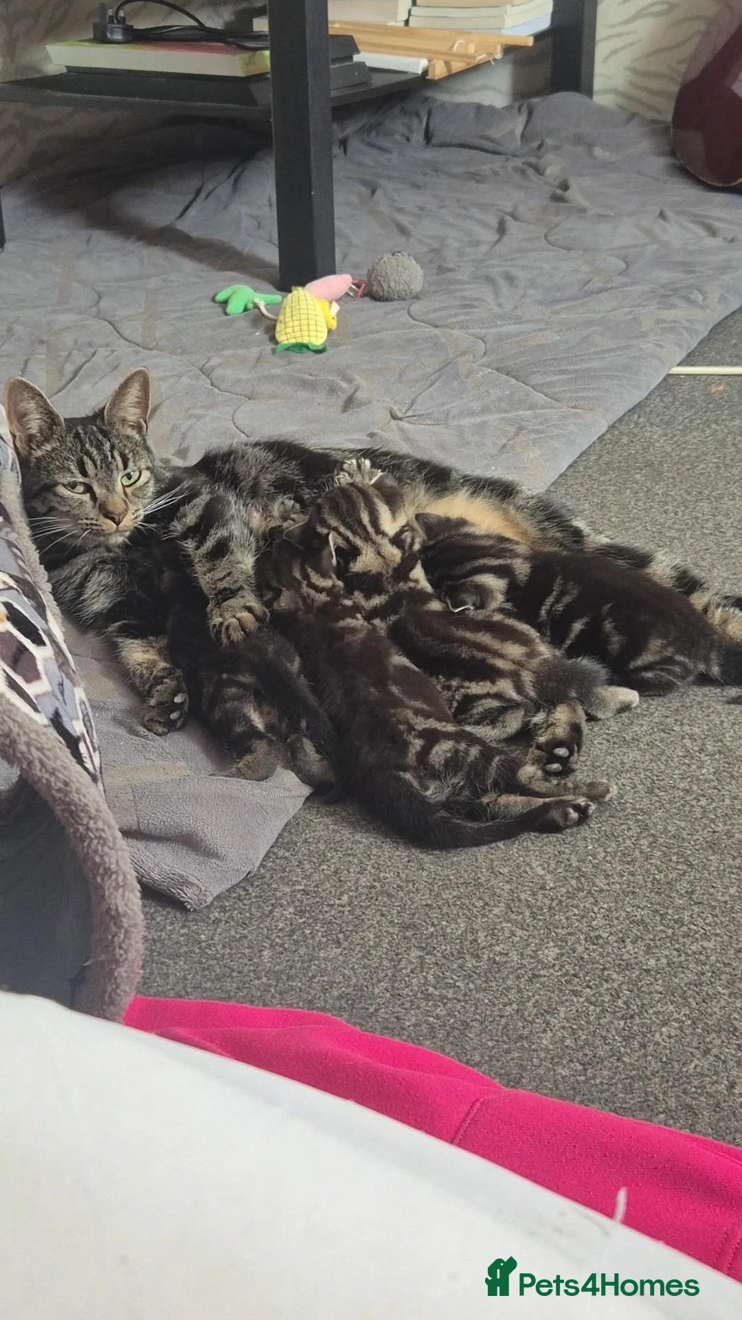 Mixed Breed cats for sale: 3 marble tabbies mixed with a mackerel tabby - Advert 1