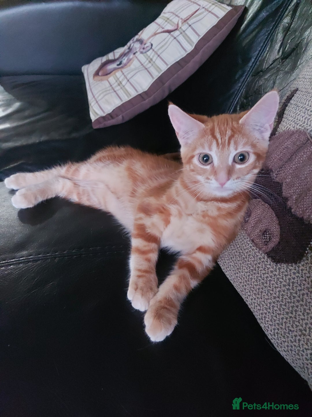 Bengal cats for sale: Bengal cross female rare ginger  - Image 3