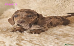 Miniature Dachshund dogs for sale: 6 adorable miniature dashund puppy’s  - Image 5