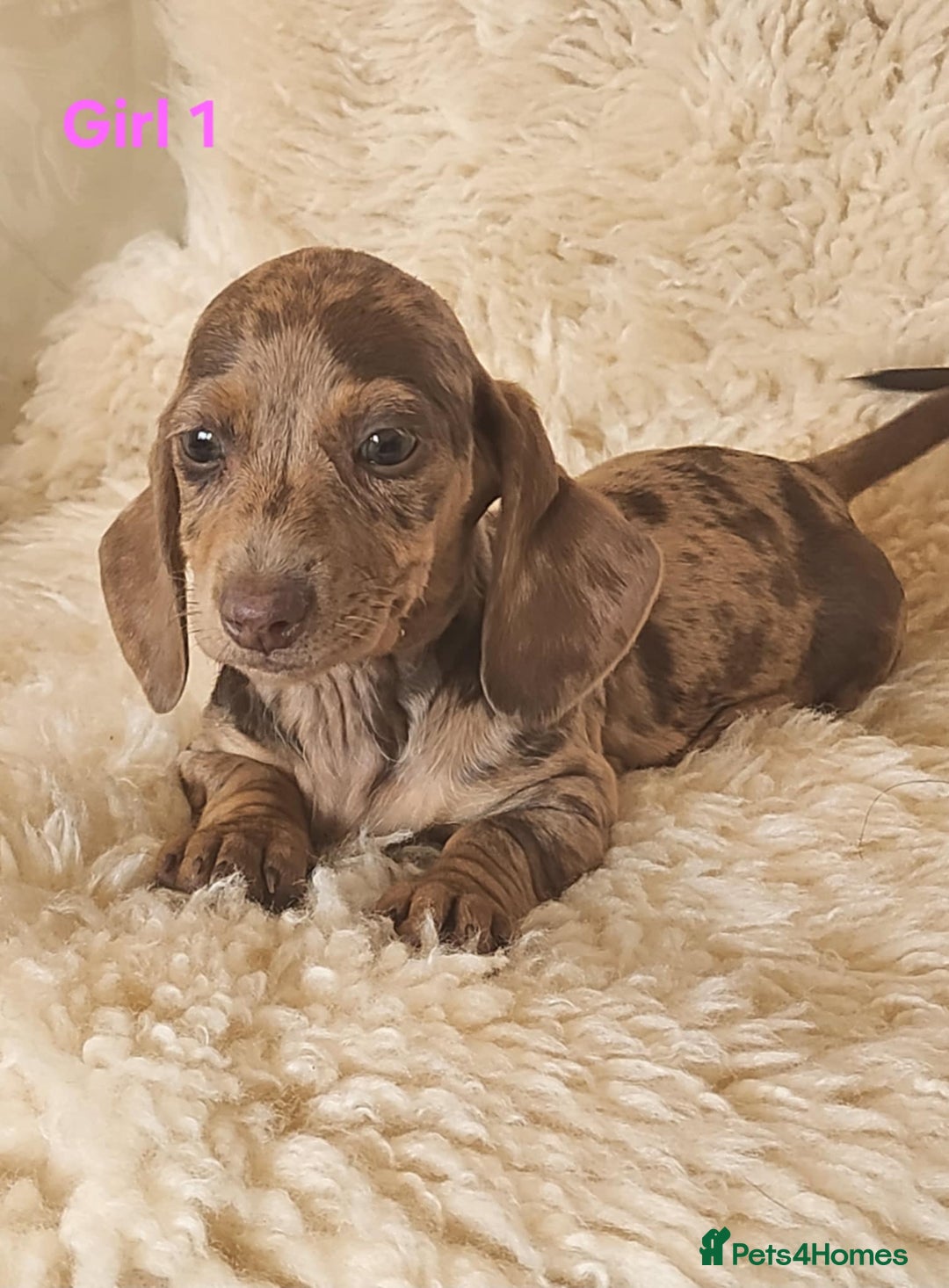 Miniature Dachshund dogs for sale: 6 adorable miniature dashund puppy’s  - Image 5