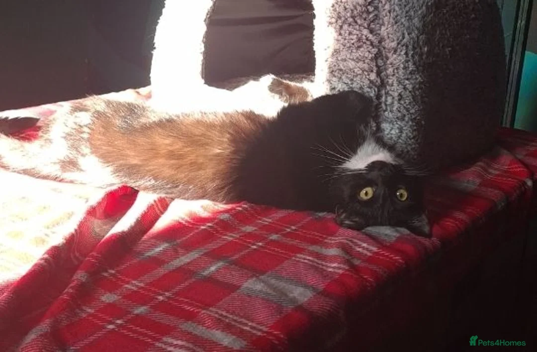 Domestic Shorthair cats for sale: 11 month old female cat looking for new home - Advert 1