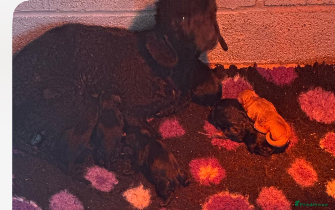 Cavapoo dogs for sale: Stunning dna clear Cavapoo’s  - Image 8