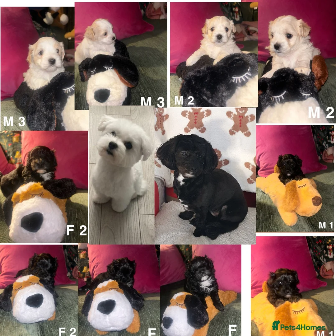 Mixed Breed dogs for sale: Toy malshipoo puppies  - Advert 1