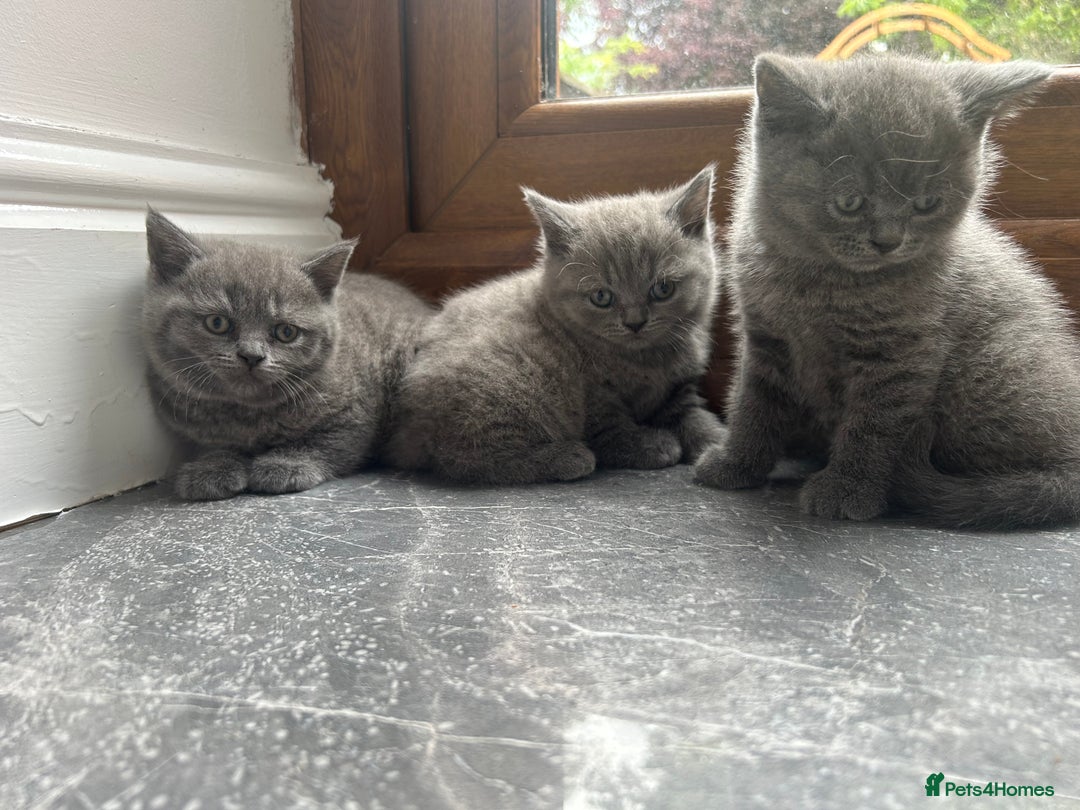 British Shorthair cats for sale: Beautiful British Shorthair Kittens  | From £500 - Image 9