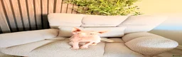 Sphynx cats for sale: Female Sphynx - Advert 5