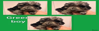 Cockapoo 4