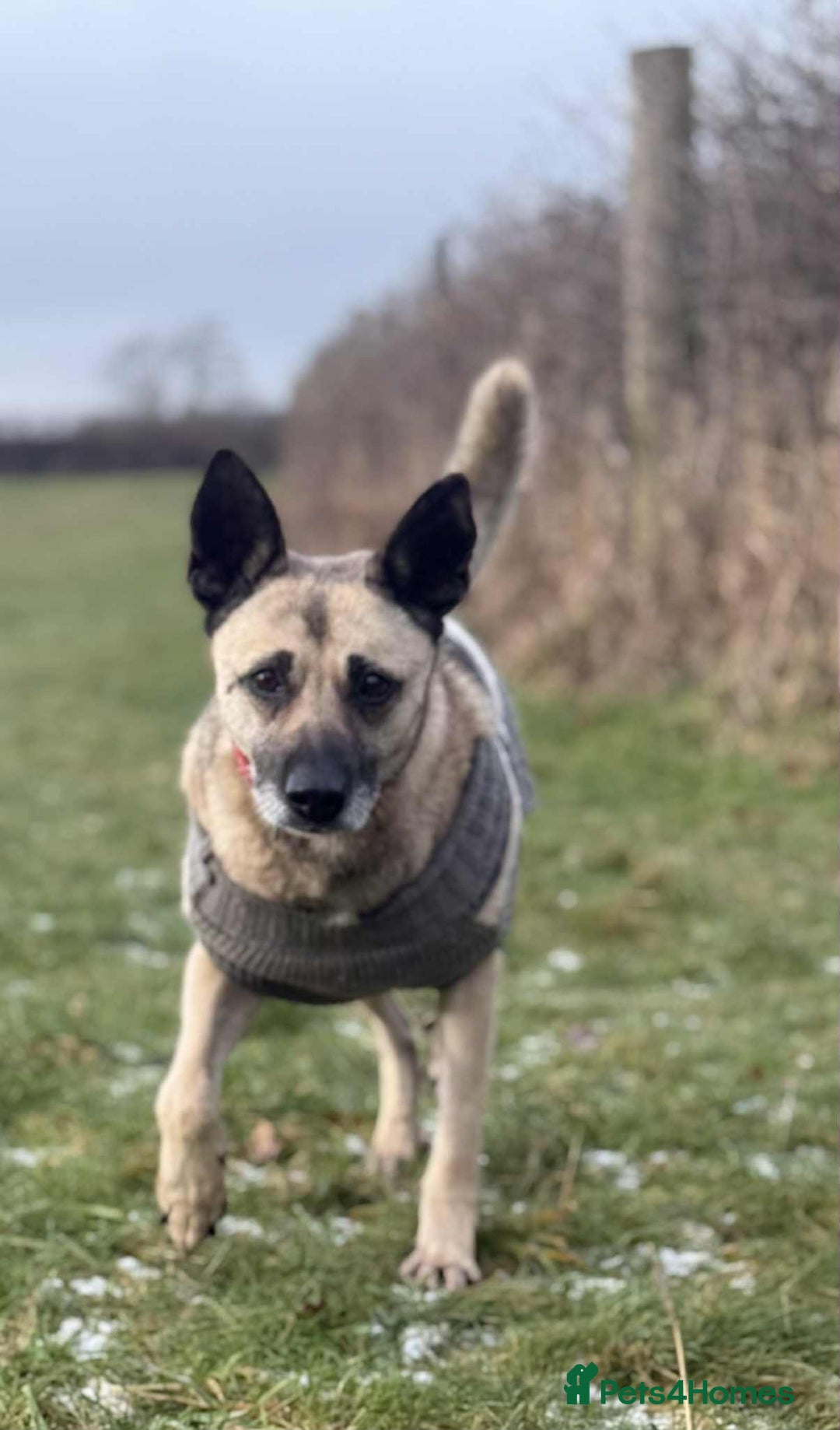 Mixed Breed dogs for adoption: DOLCE - Advert 4