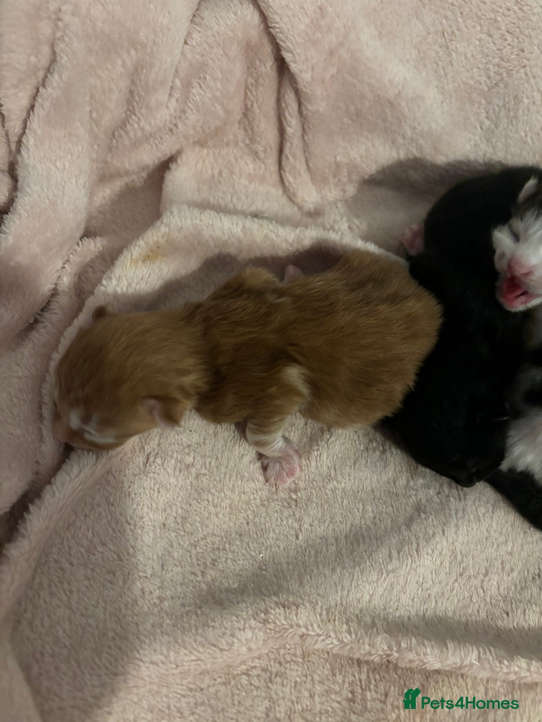 Domestic Shorthair cats for sale: 3 male kittens  - Image 8